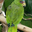 White-fronted Parrot